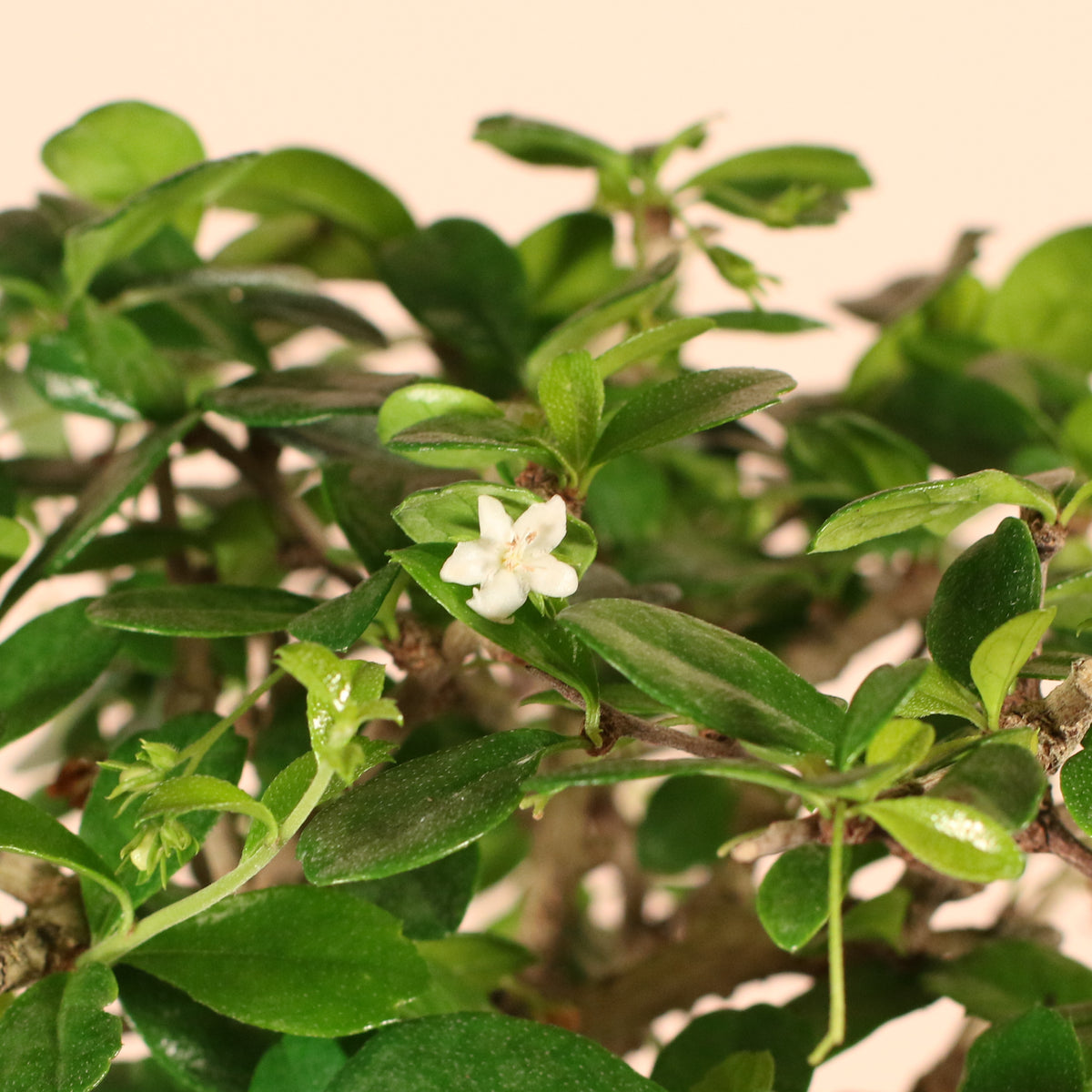 Fukien Tea Tree Bonsai with flower bloom