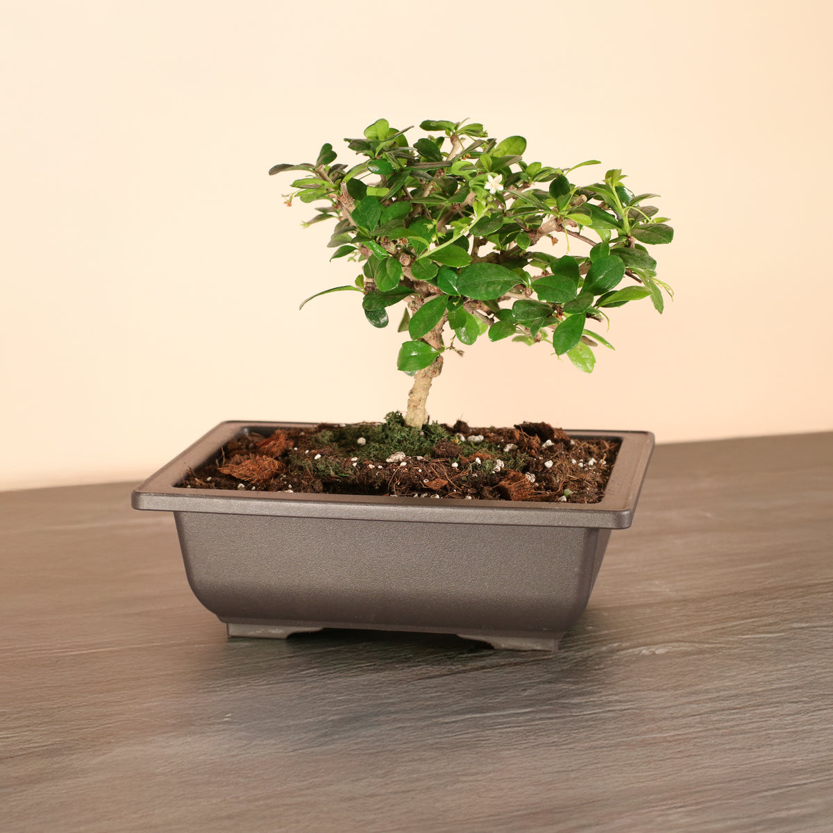 Fukien Tea Tree Bonsai