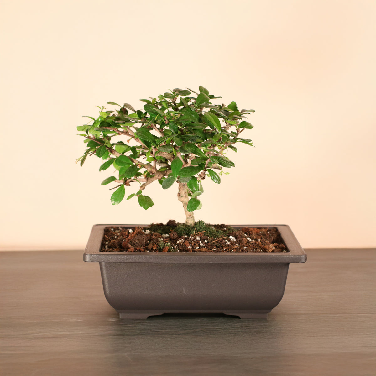 Fukien Tea Tree Bonsai