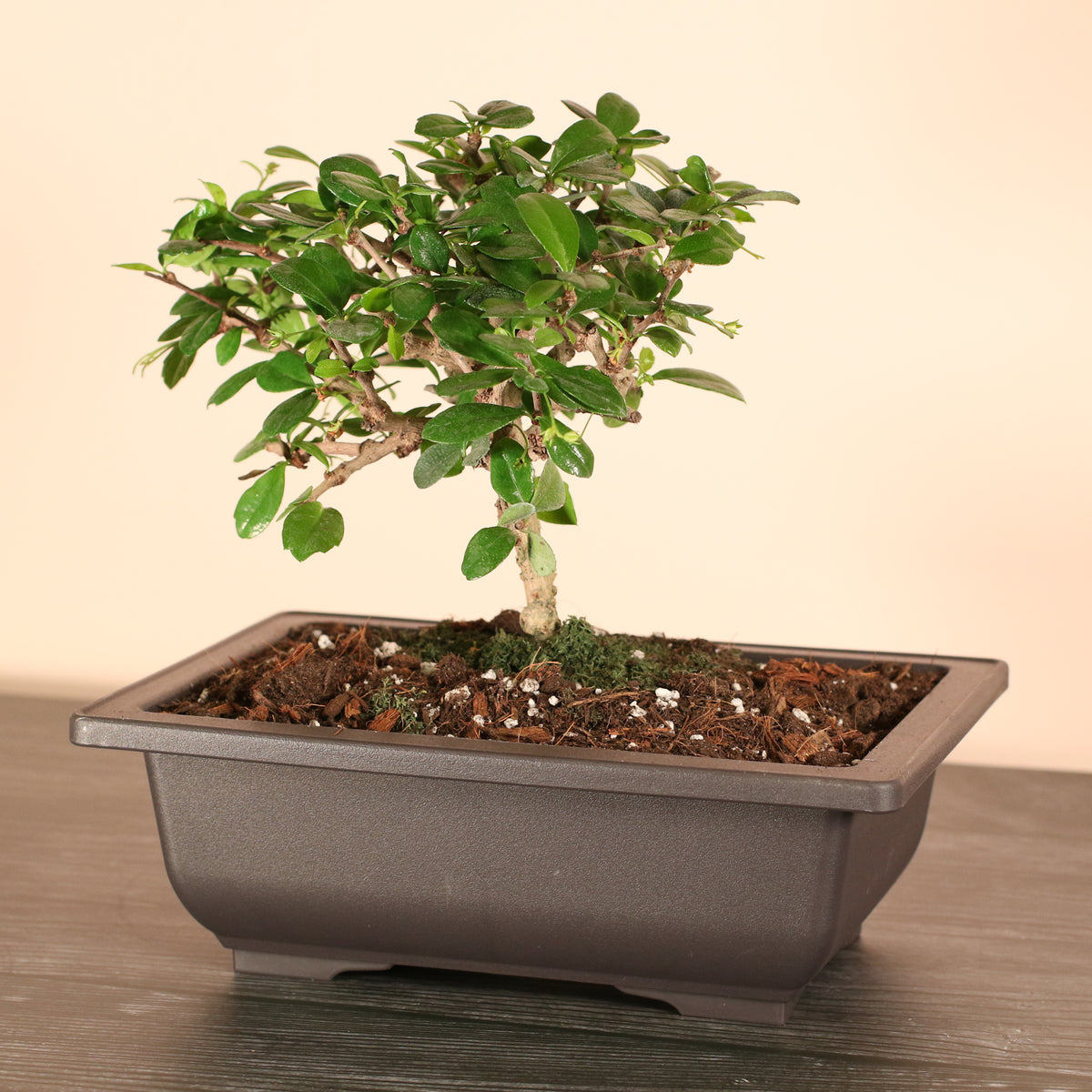 Fukien Tea Tree Bonsai