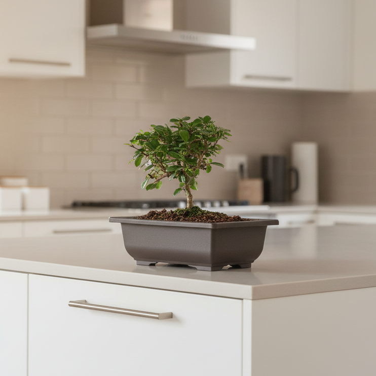 Fukien Tea Tree Bonsai