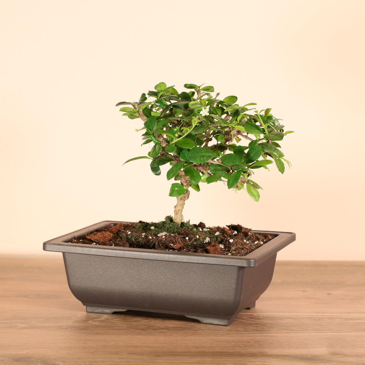 Fukien Tea Tree Bonsai