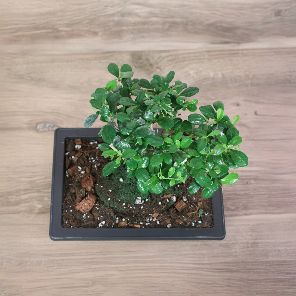 Top View Fukien Tea Tree Bonsai