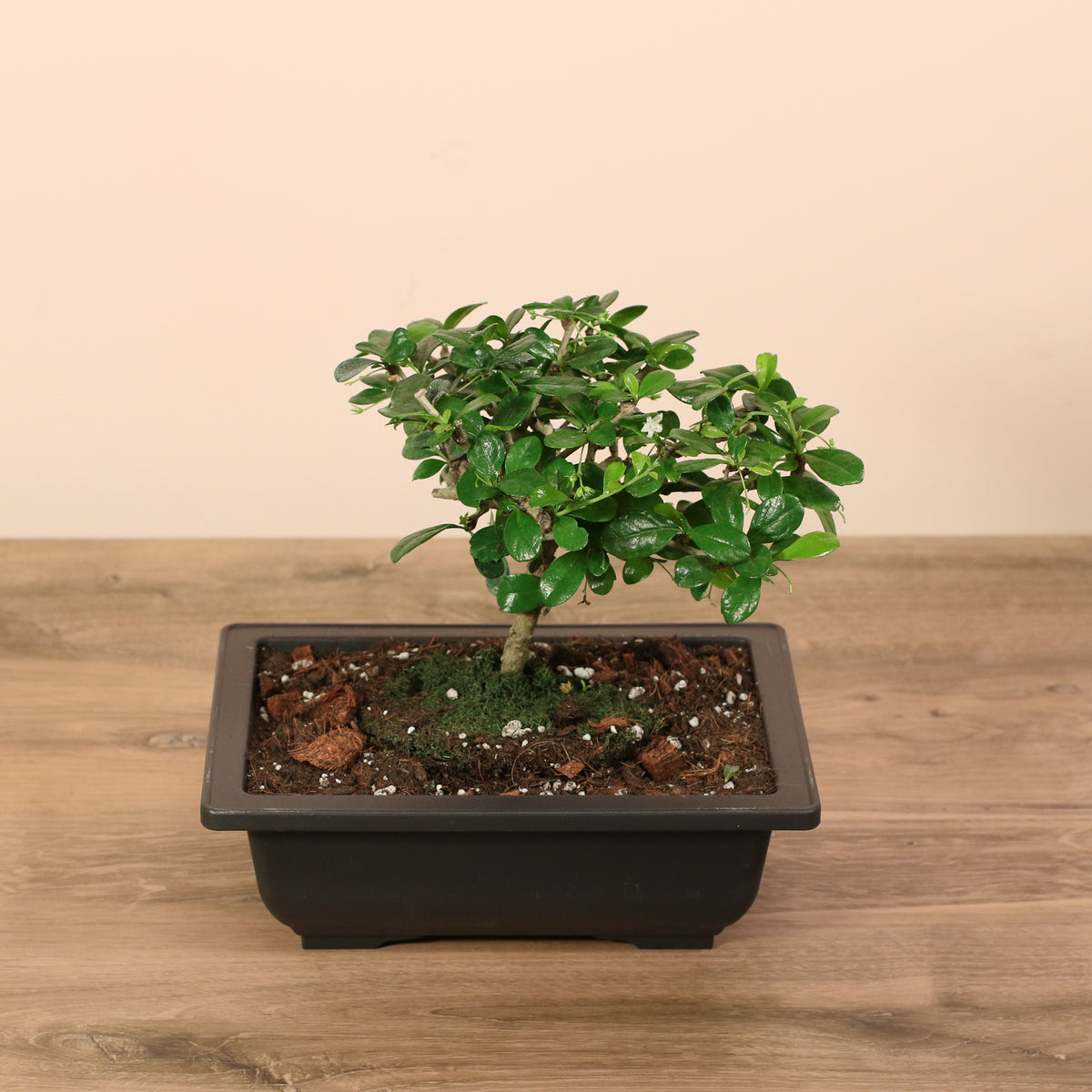 Fukien Tea Tree Bonsai