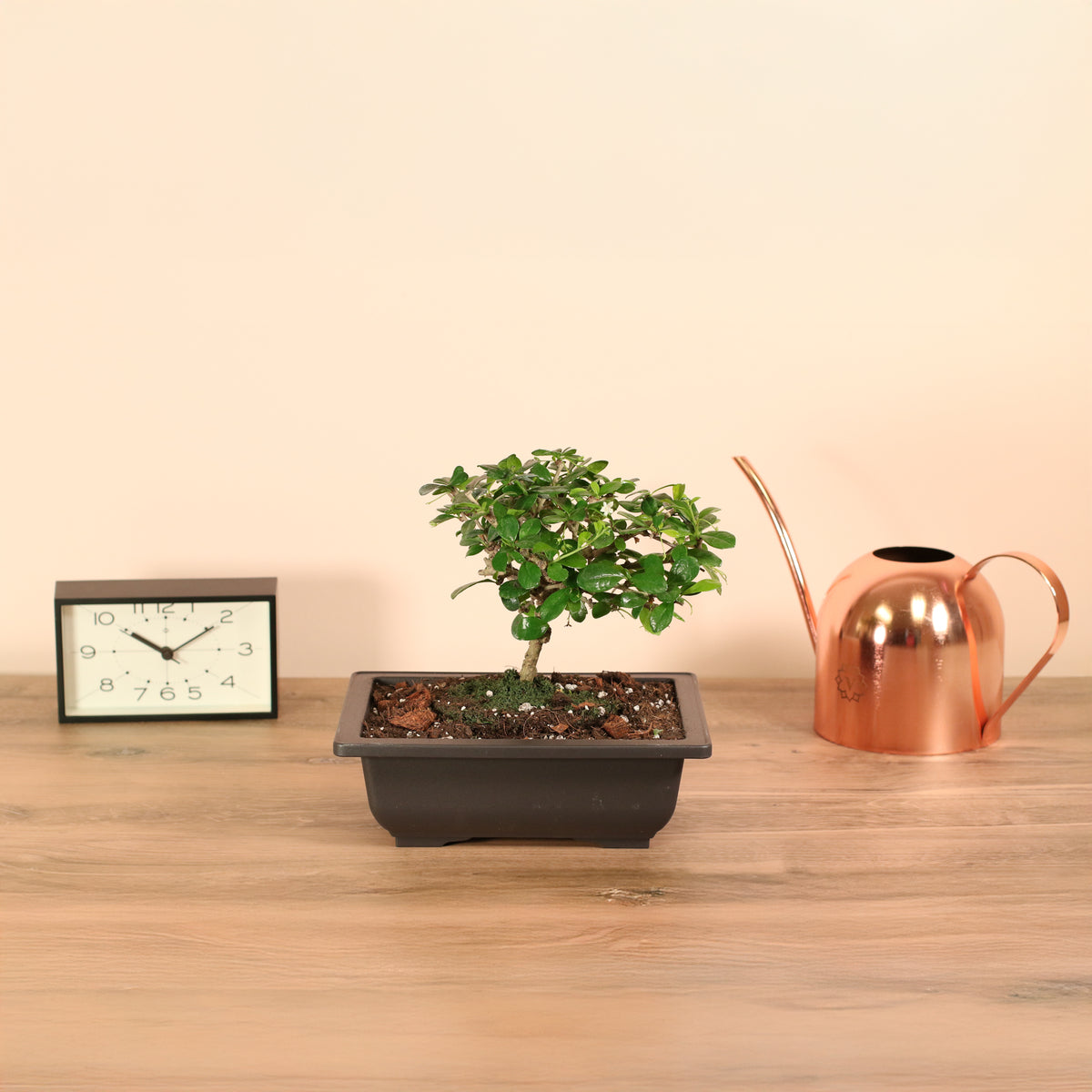Fukien Tea Tree Bonsai