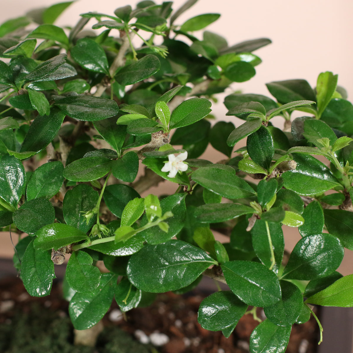Close Up of Fukien Tea Tree Bonsai