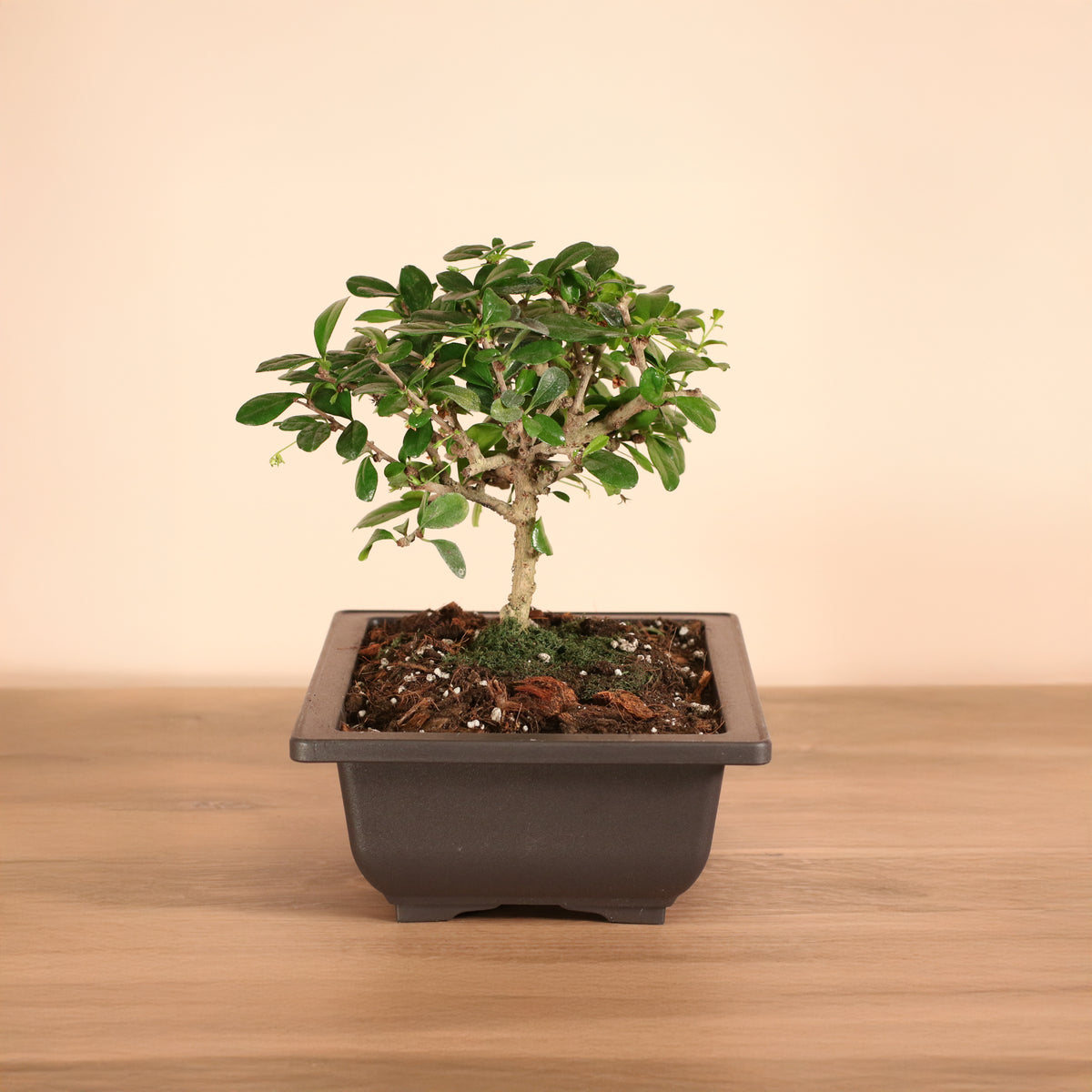 Fukien Tea Tree Bonsai