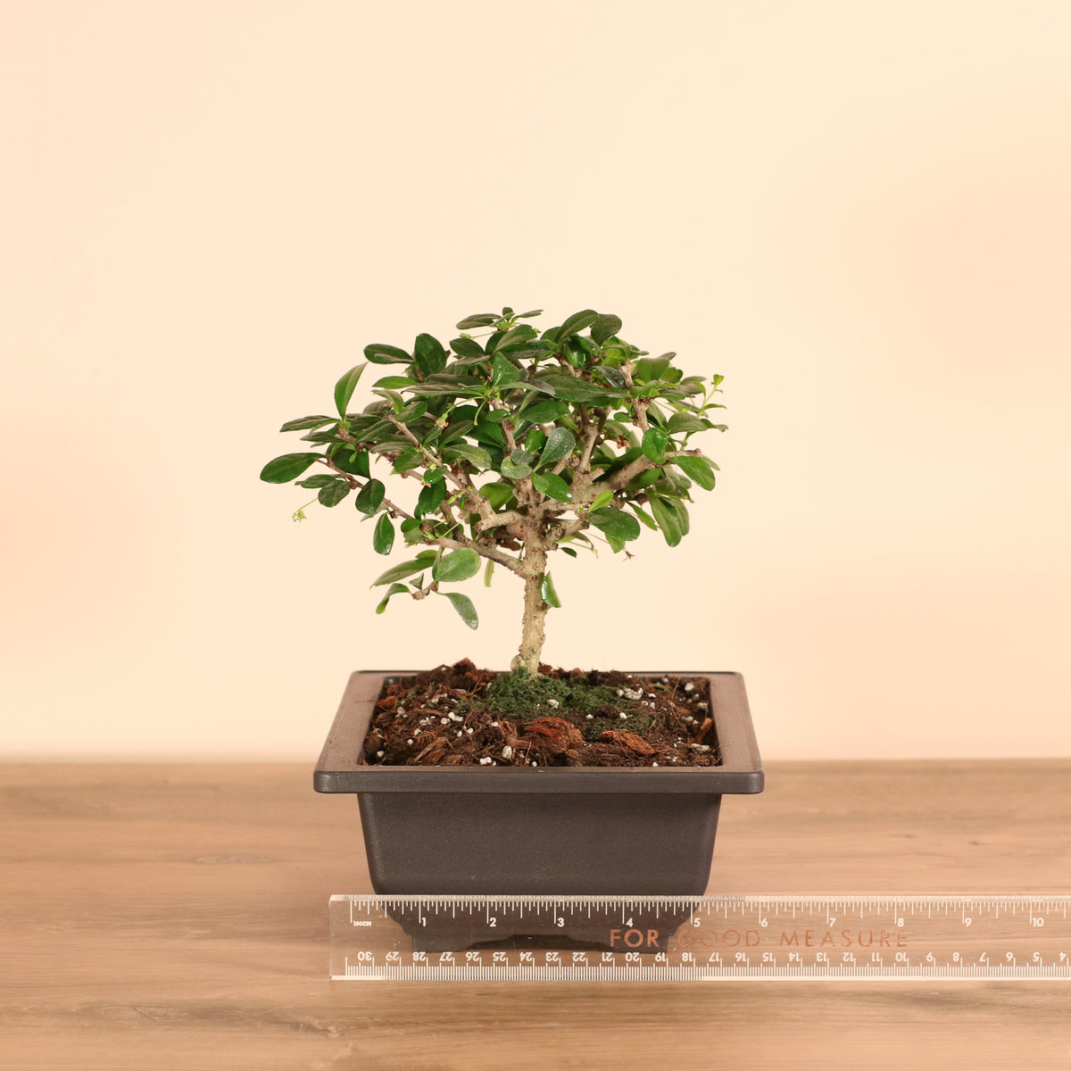 6" Fukien Tea Tree Bonsai