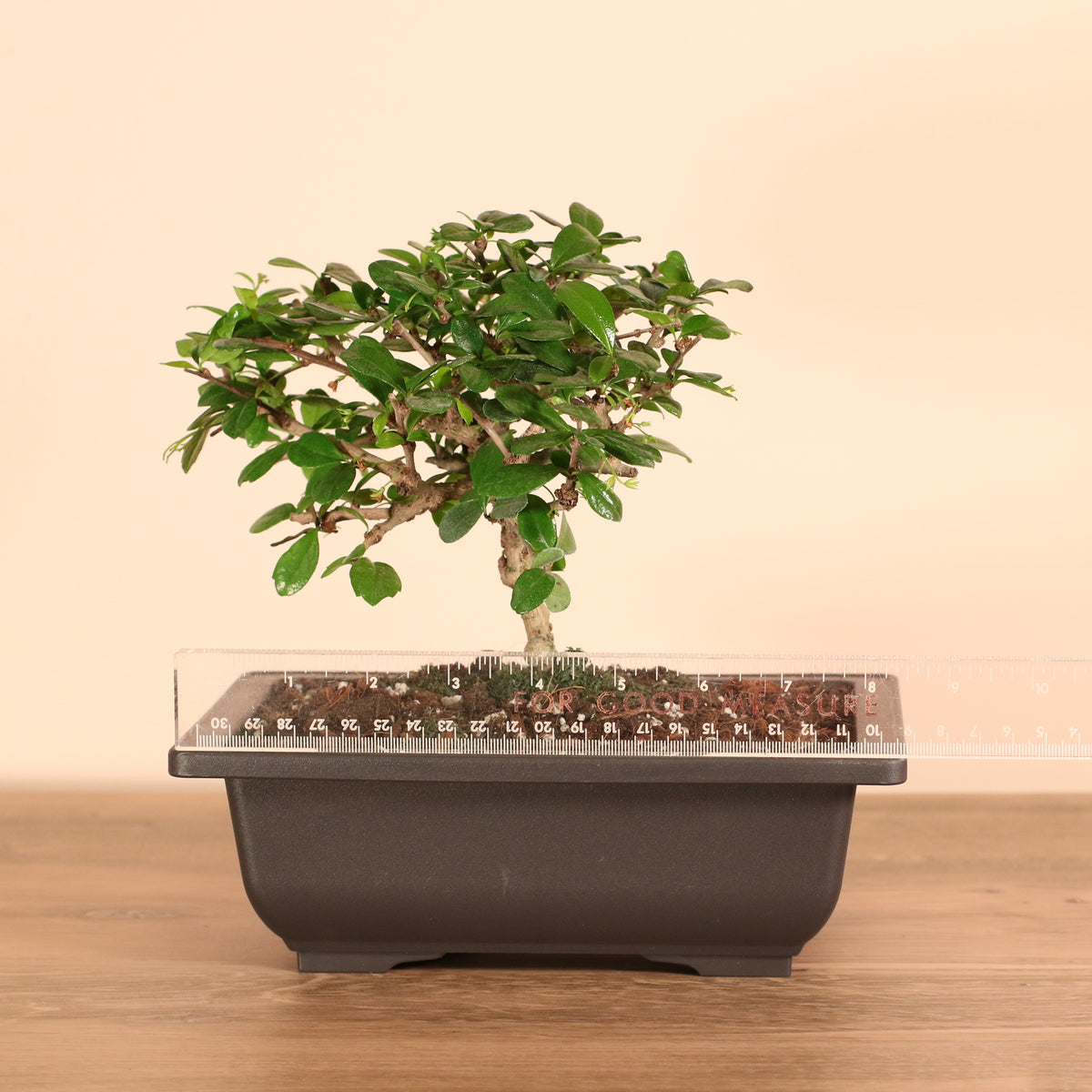 8 1/2 inch Fukien Tea Tree Bonsai