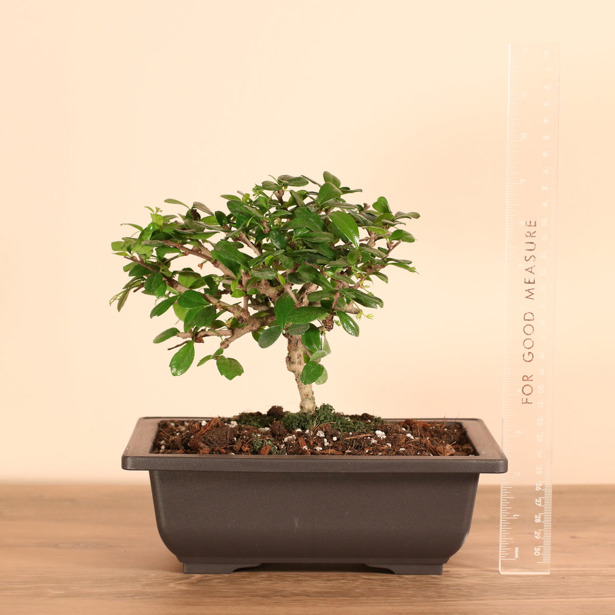 9 1/2" Tall Fukien Tea Tree Bonsai