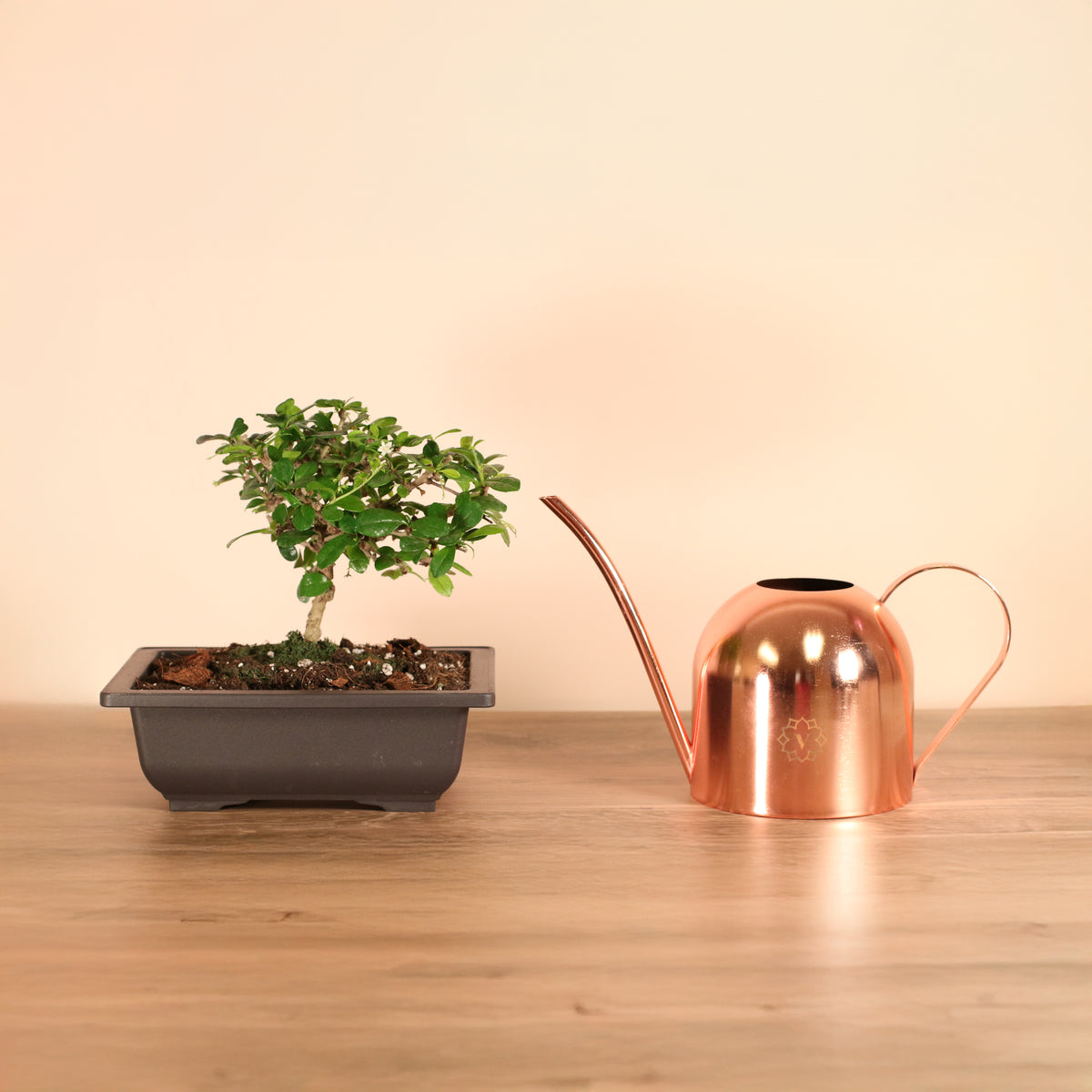 Fukien Tea Tree Bonsai next to watering can