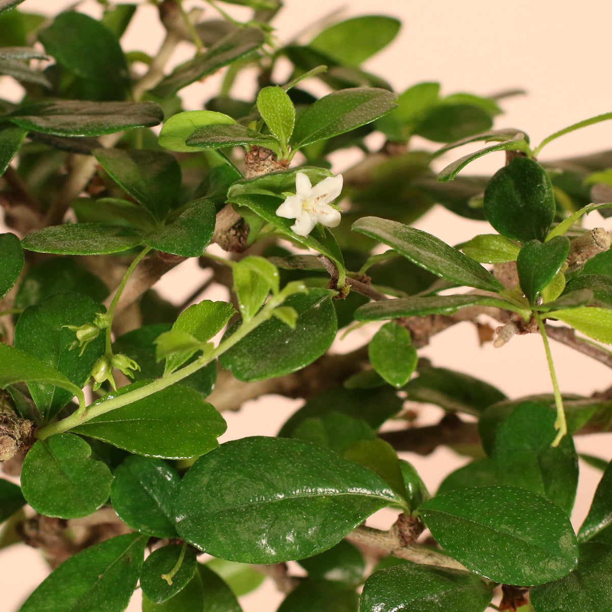 Flower up close in Fukien Tea Tree Bonsai