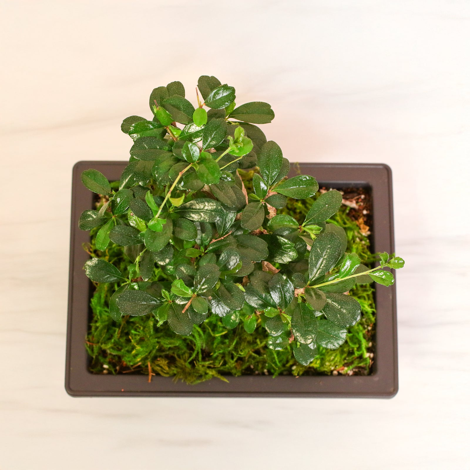 Fukien Tea Tree Bonsai