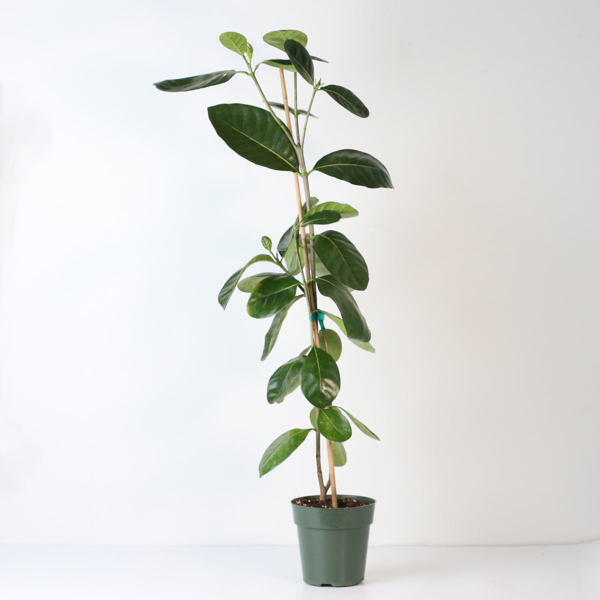 Gardenia Taitensis &#39;Double&#39; - Double Tahitian Fragrant Flowering Bush Plant

