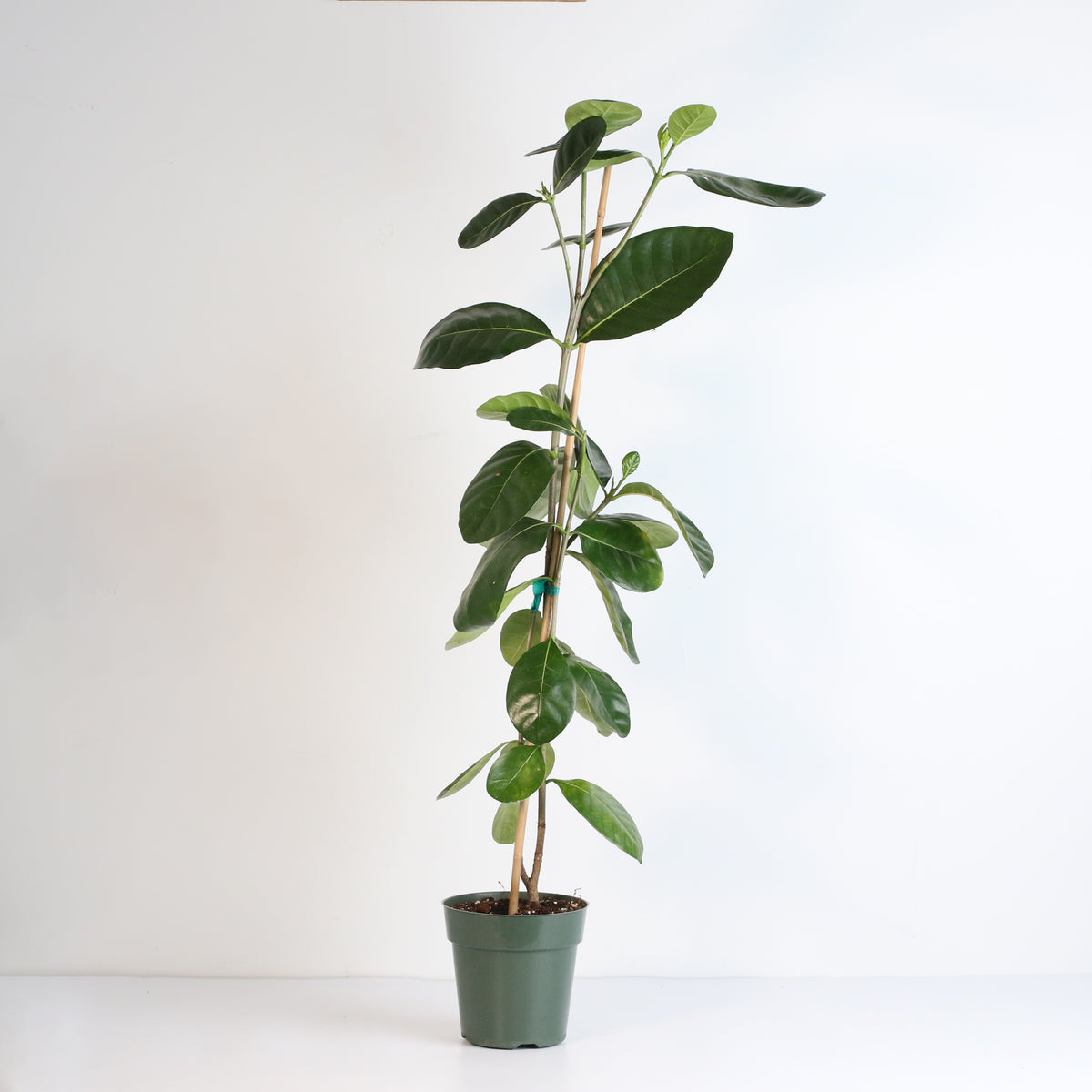 Gardenia Taitensis &#39;Double&#39; - Double Tahitian Fragrant Flowering Bush Plant
