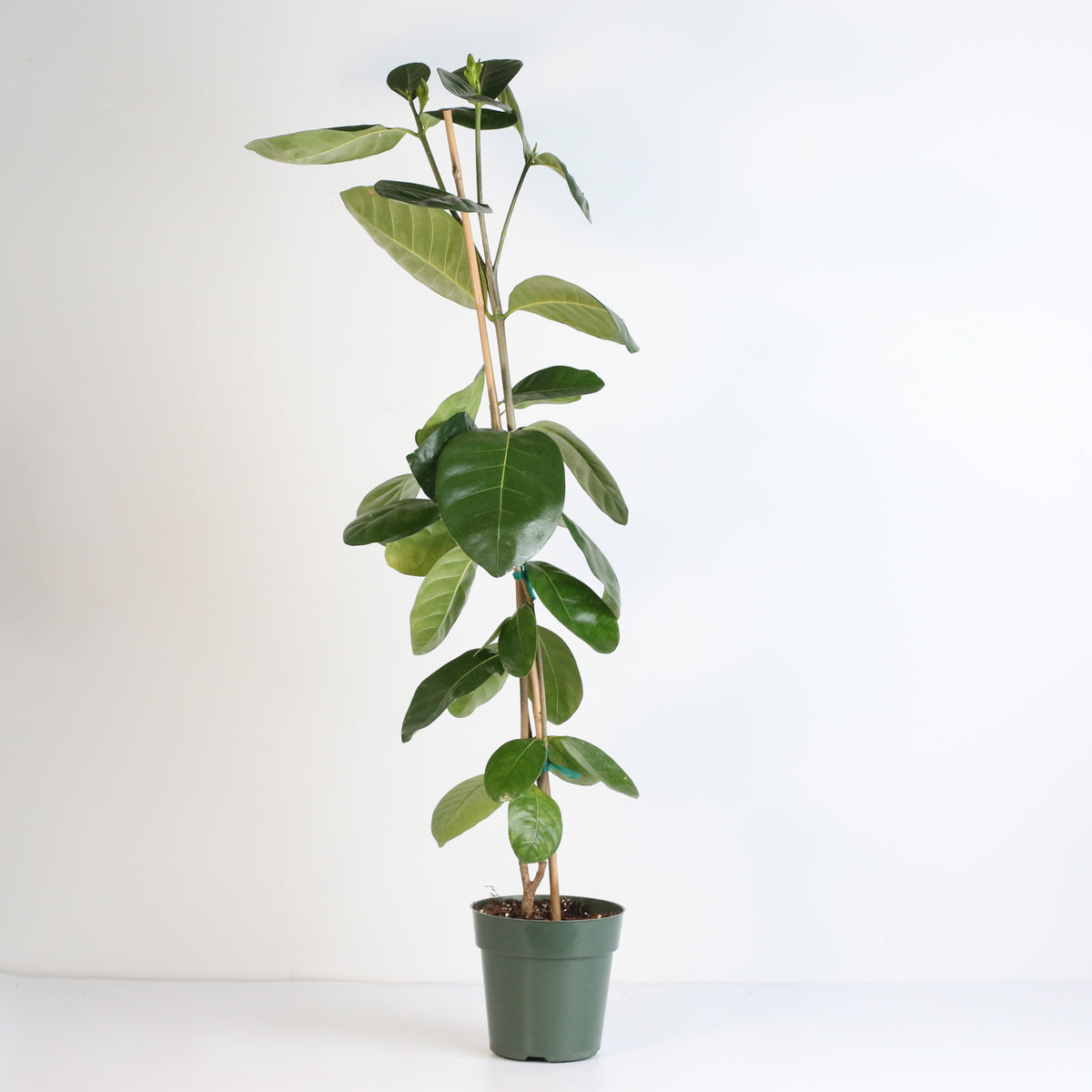 Gardenia Taitensis &#39;Double&#39; - Double Tahitian Fragrant Flowering Bush Plant
