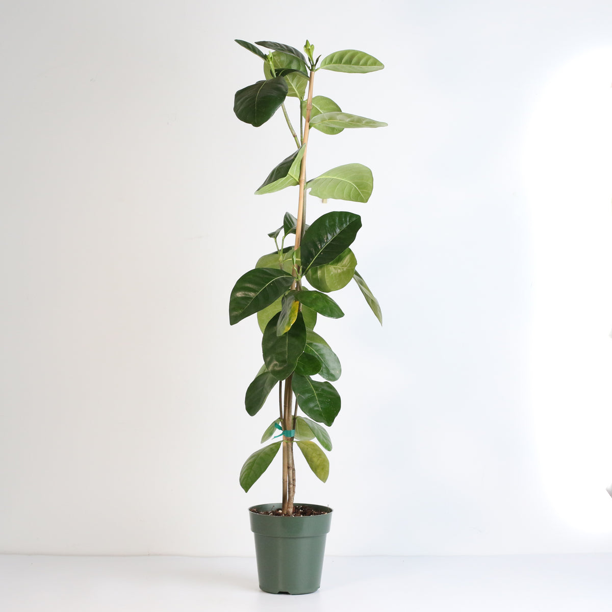 Gardenia Taitensis &#39;Double&#39; - Double Tahitian Fragrant Flowering Bush Plant
