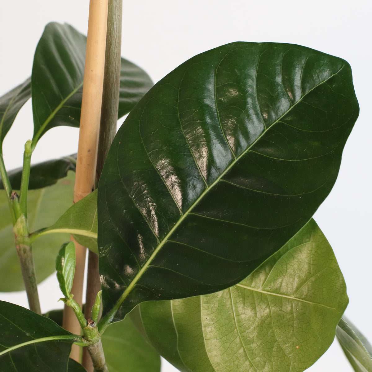 Gardenia Taitensis &#39;Double&#39; - Double Tahitian Fragrant Flowering Bush Plant
