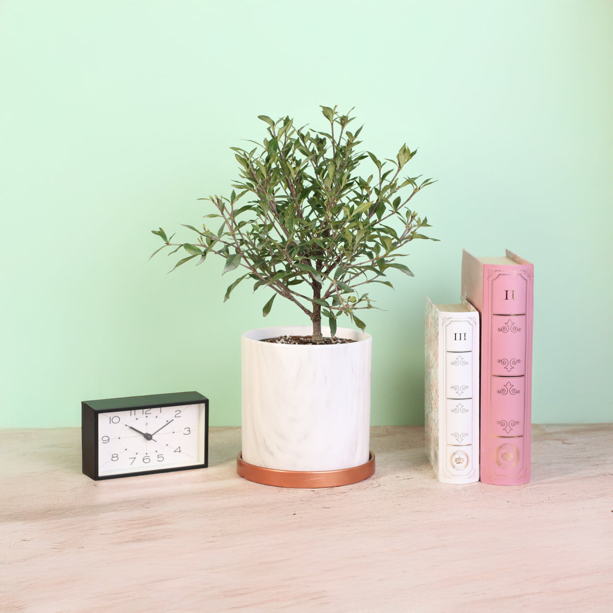 Gardenia 'Frost Proof' Cape Jasmine next to books. 