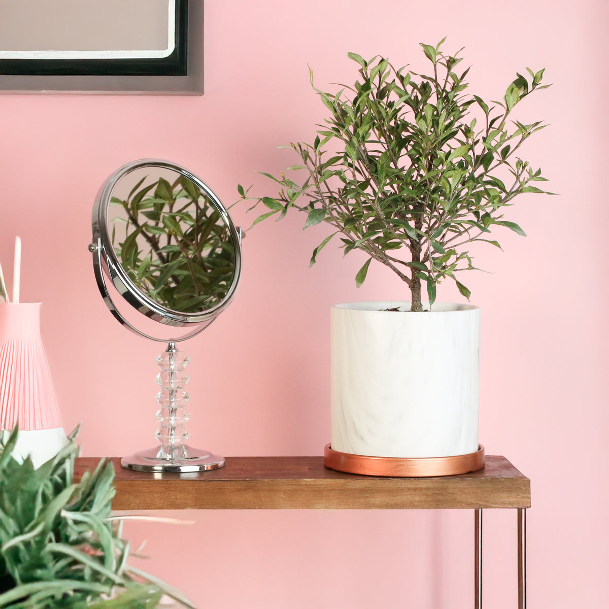 Gardenia 'Frost Proof' Cape Jasmine