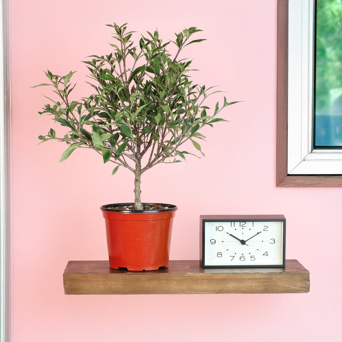 Gardenia 'Frost Proof' Cape Jasmine