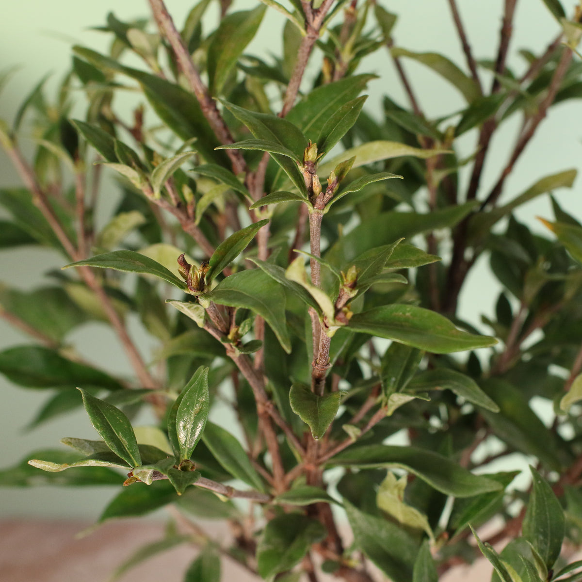 Leaves of Gardenia 'Frost Proof' Cape Jasmine
