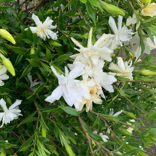 Gardenia 'Frost Proof' Cape Jasmine