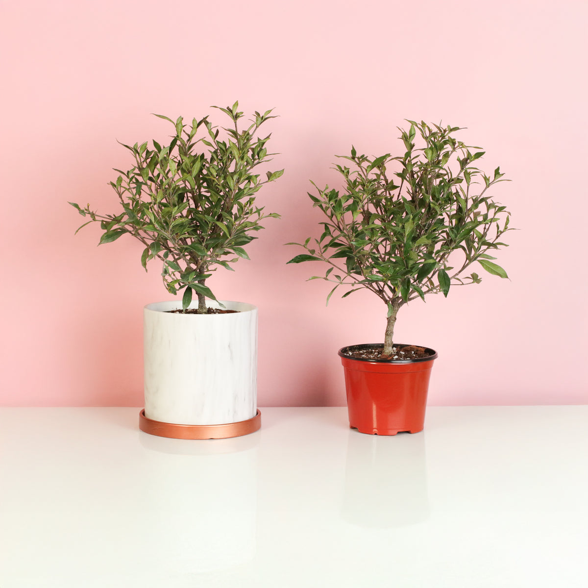 Gardenia 'Frost Proof' Cape Jasmine