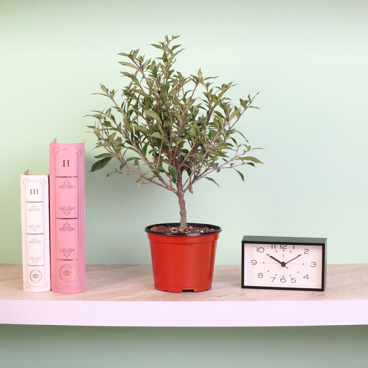 Gardenia 'Frost Proof' Cape Jasmine