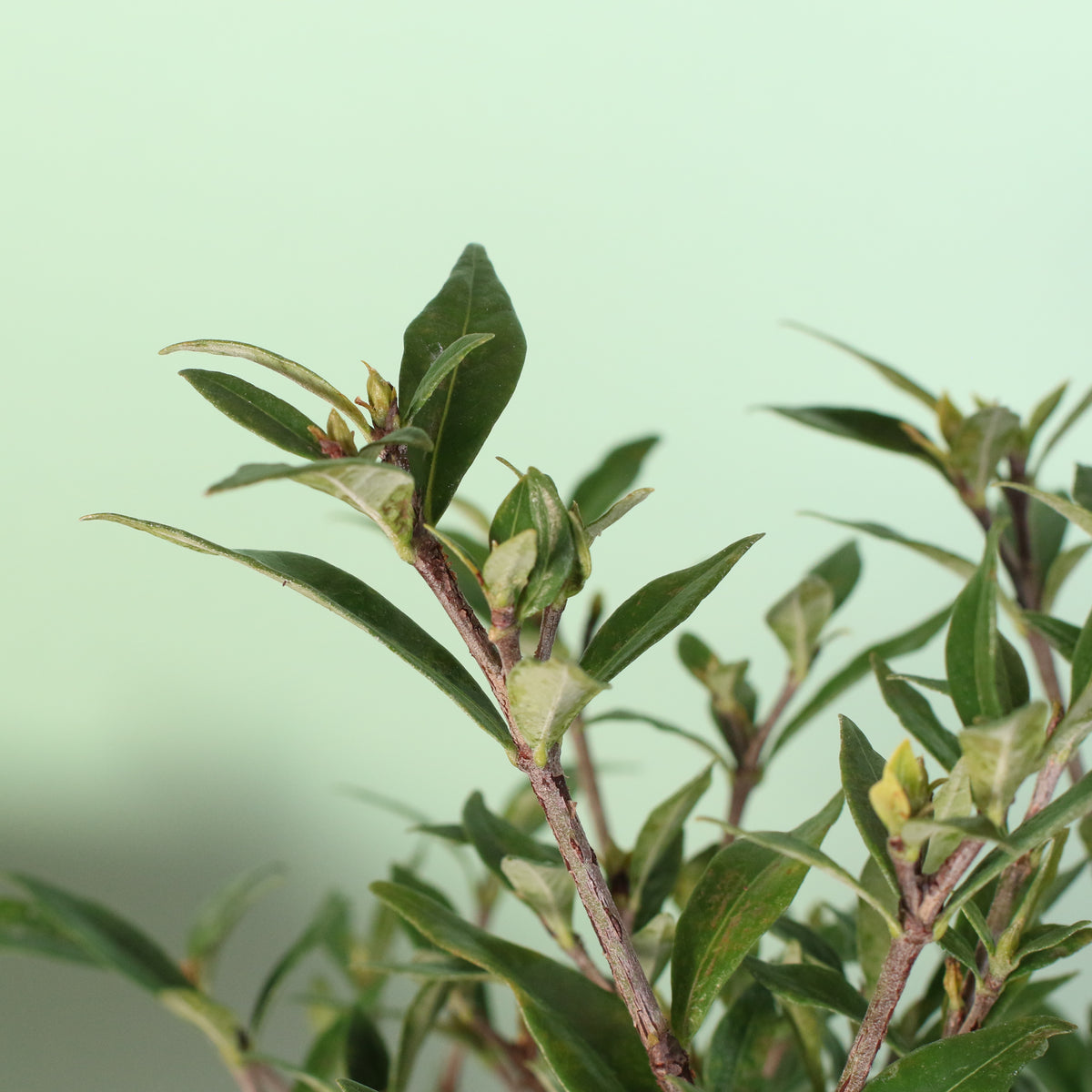 Close Up of Gardenia 'Frost Proof' Cape Jasmine