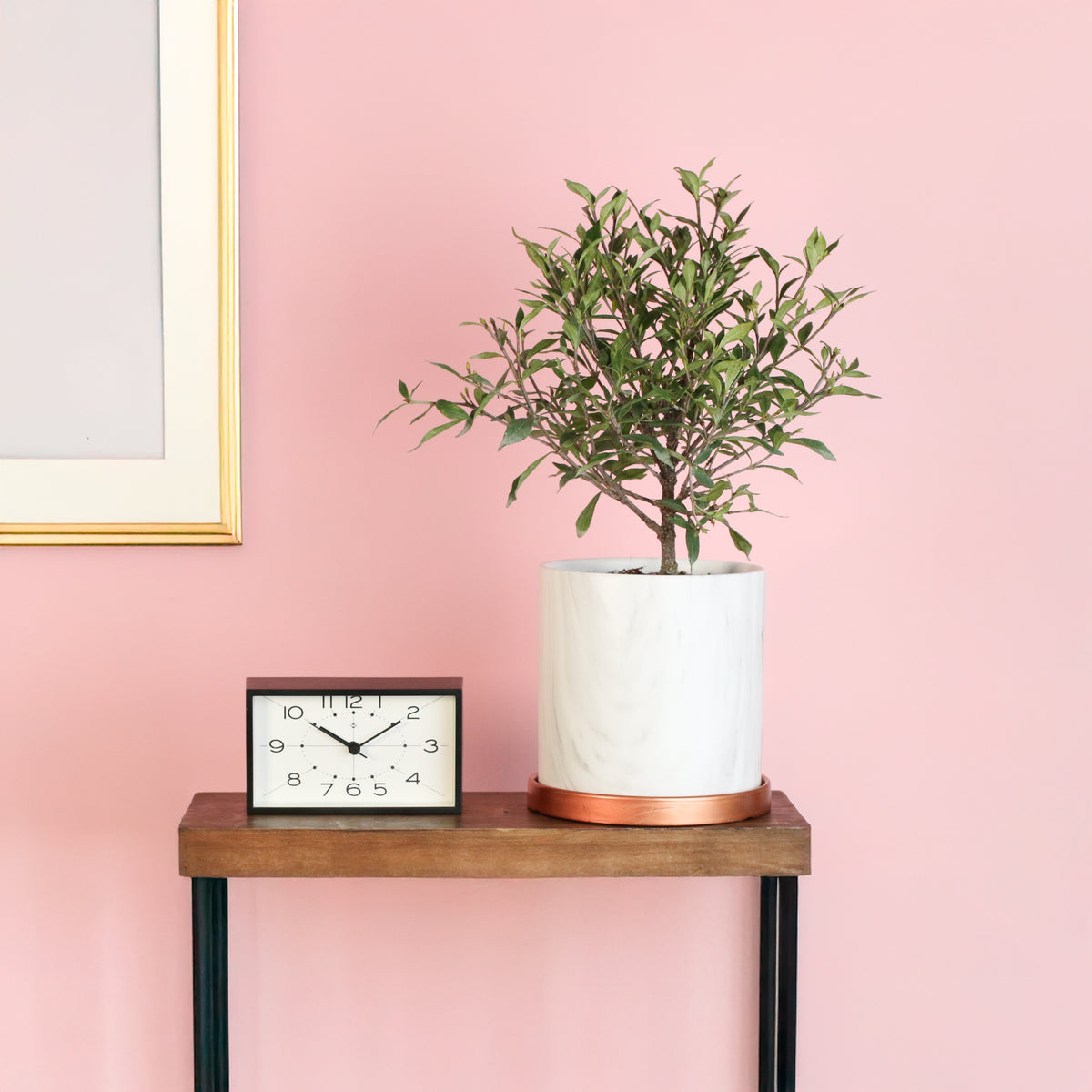 Gardenia 'Frost Proof' Cape Jasmine