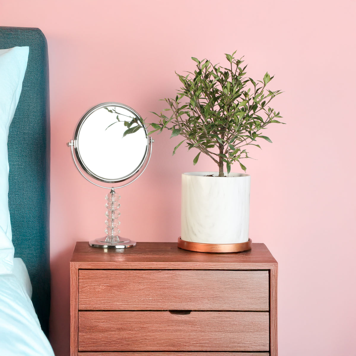 Gardenia 'Frost Proof' Cape Jasmine