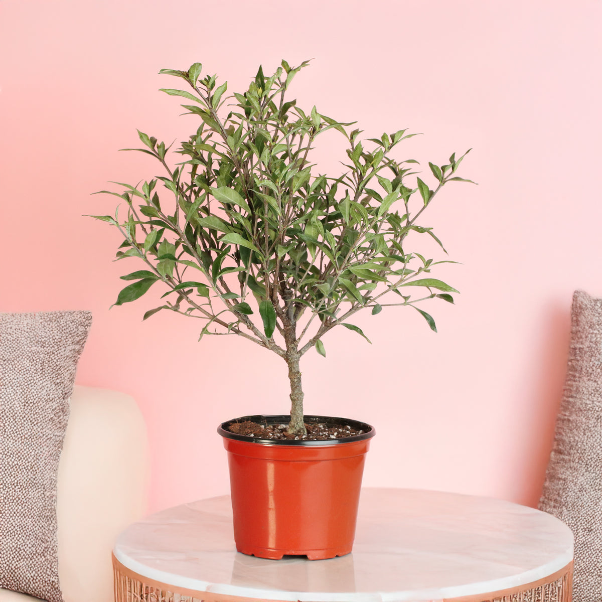 Gardenia 'Frost Proof' Cape Jasmine 6" nursery. 