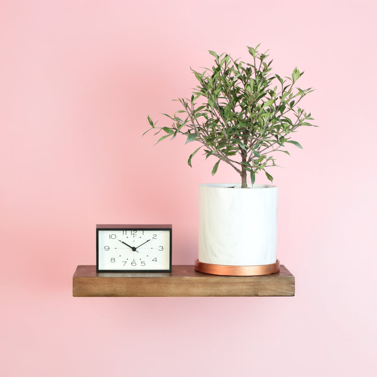 Gardenia 'Frost Proof' Cape Jasmine