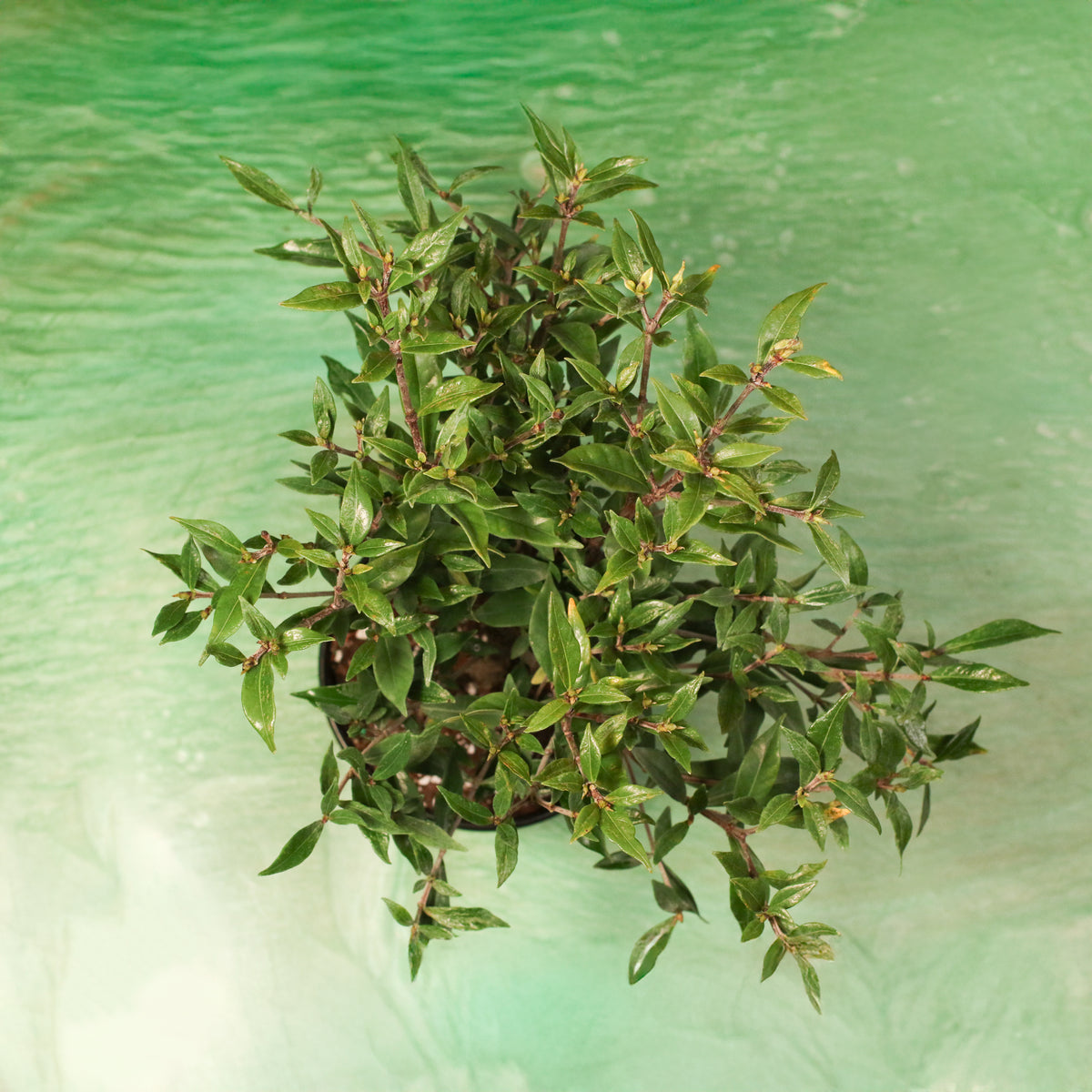 Top View of Gardenia 'Frost Proof' Cape Jasmine