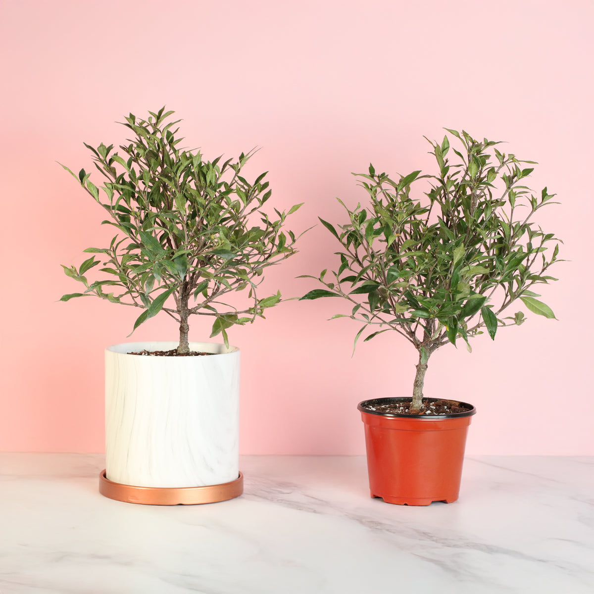 Gardenia 'Frost Proof' Cape Jasmine