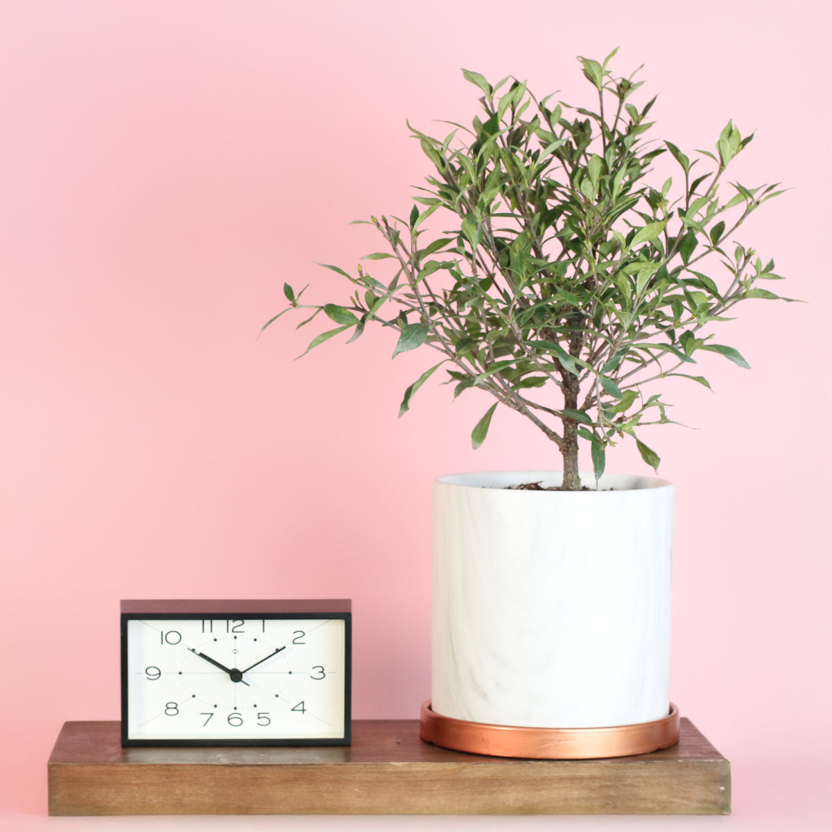 Gardenia 'Frost Proof' Cape Jasmine in Selene Planter.