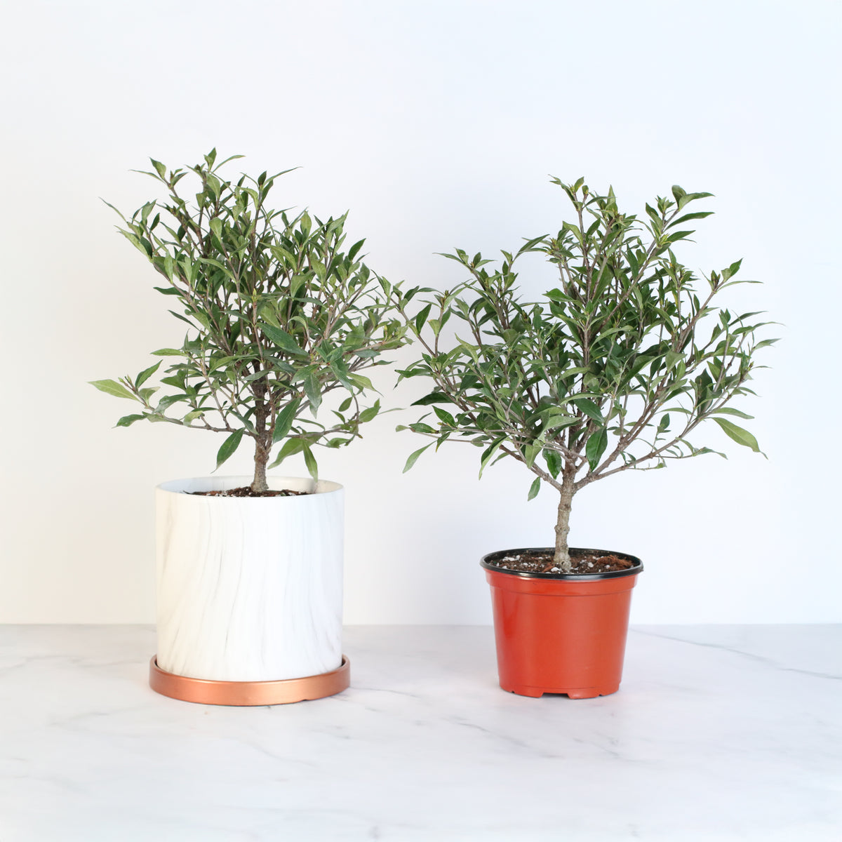 Gardenia 'Frost Proof' Cape Jasmine