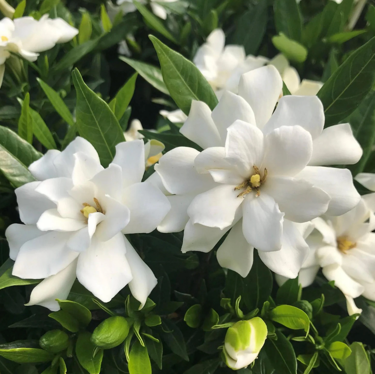 Gardenia 'Frost Proof' Cape Jasmine