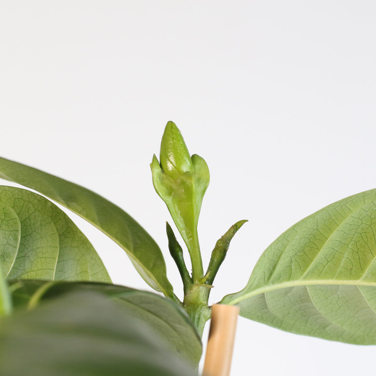 Gardenia Taitensis 'Double' - Double Tahitian Fragrant Flowering Bush Plant
