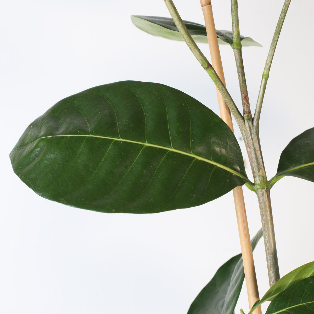 Gardenia Taitensis 'Double' - Double Tahitian Fragrant Flowering Bush Plant
