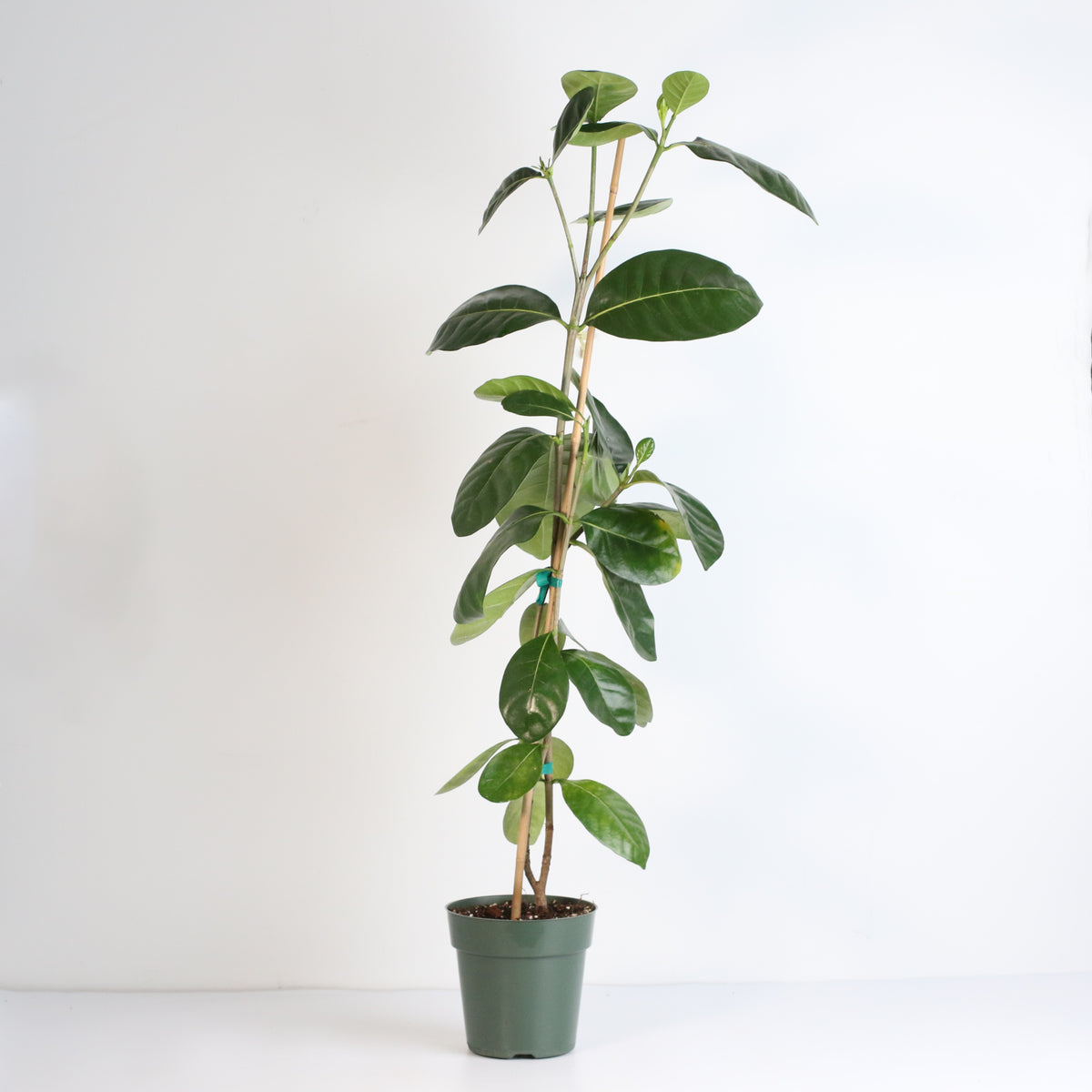 Gardenia Taitensis 'Double' - Double Tahitian Fragrant Flowering Bush Plant
