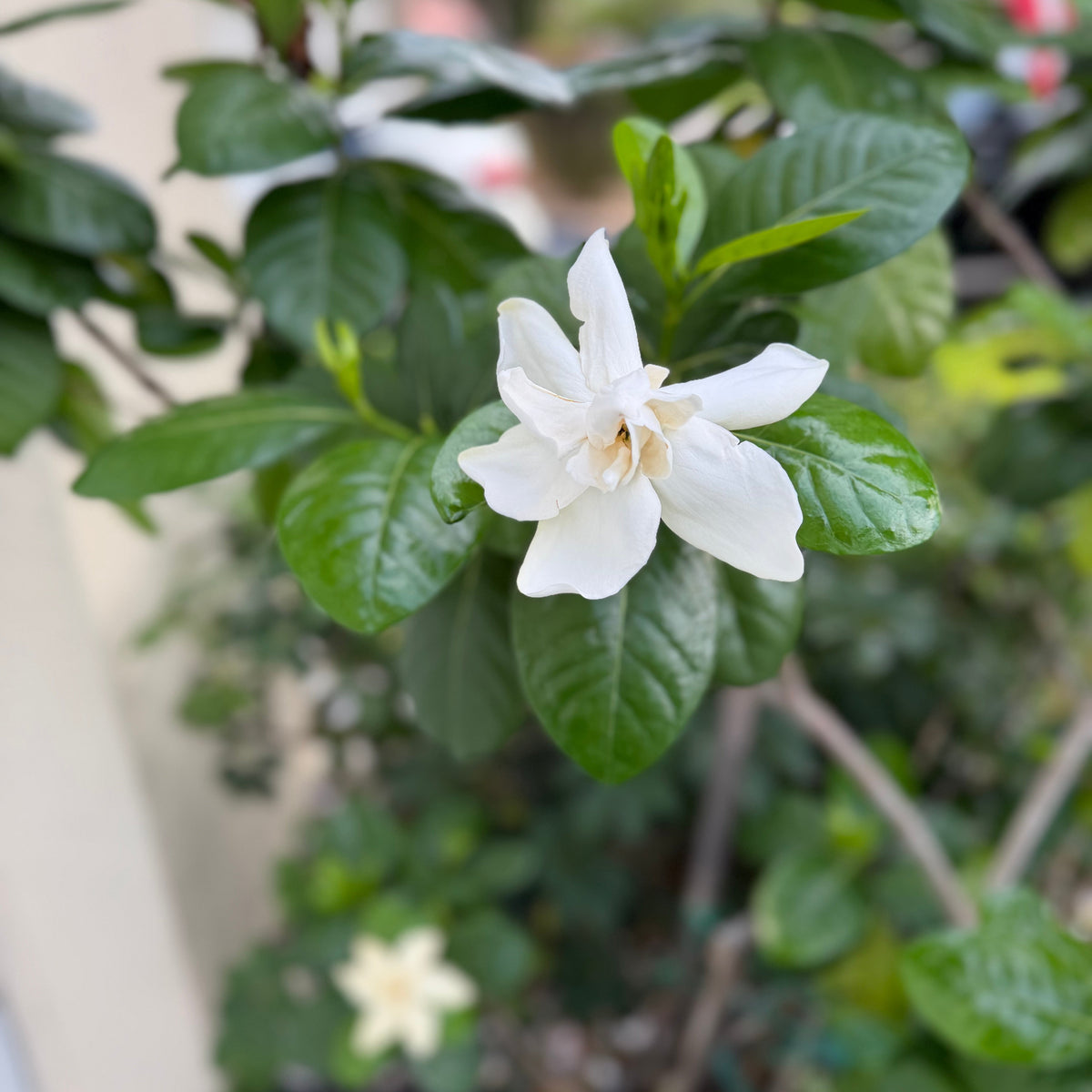 Gardenia-fragrant-flower