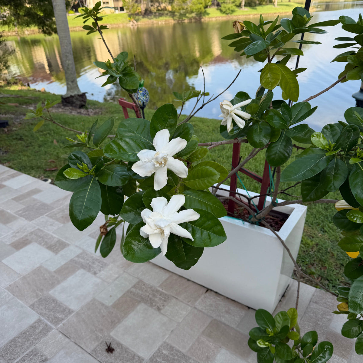 Gardenia-Taitensis-in-garden