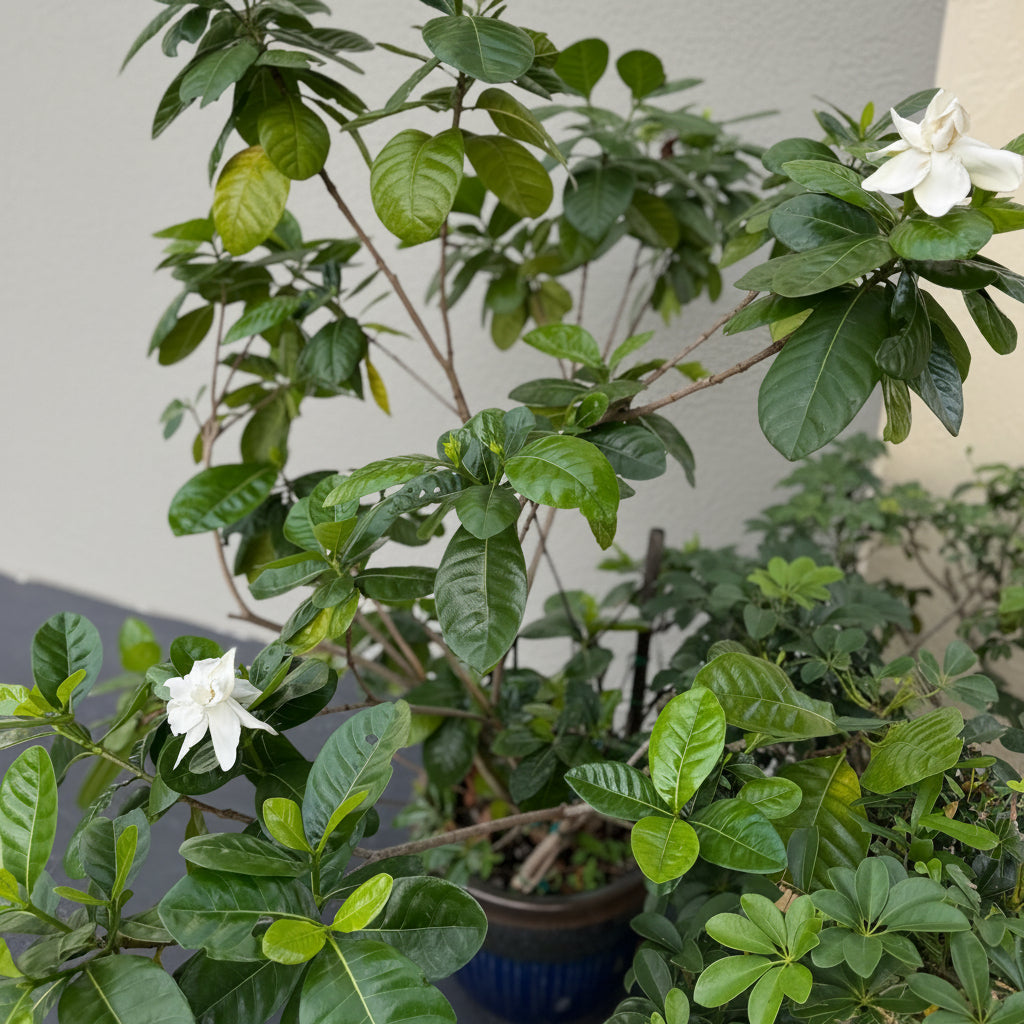 Gardenia-Taitensis-out