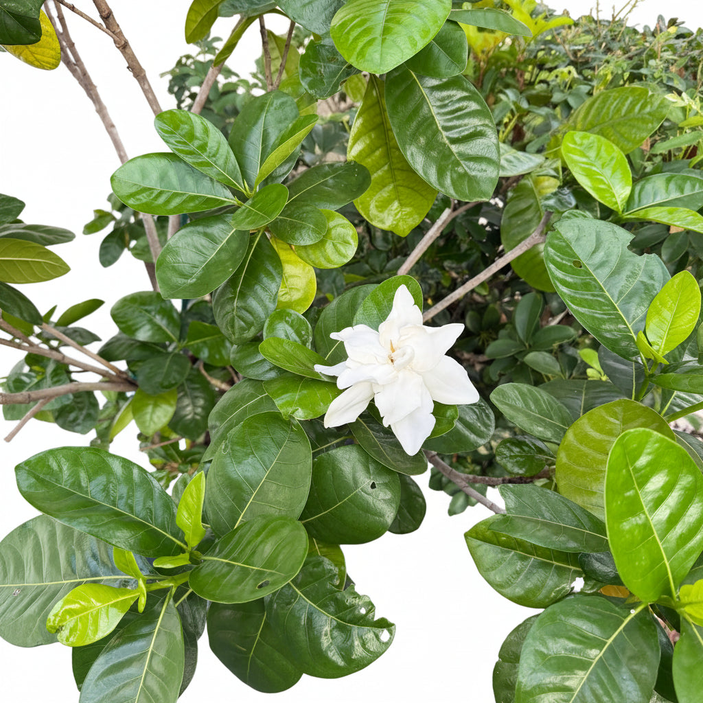 Gardenia-Taitensis-flower
