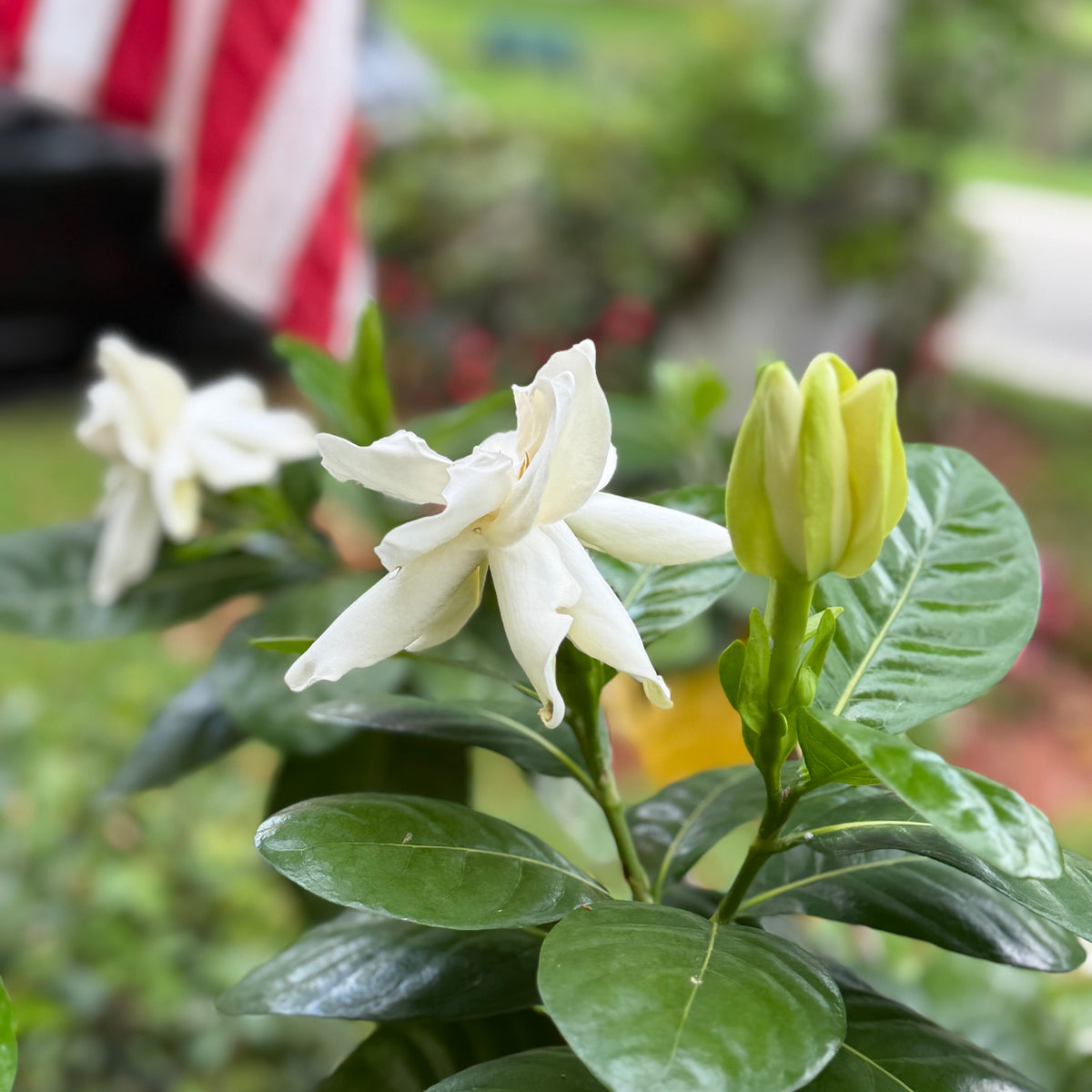 Gardenia-Taitensis-beauty