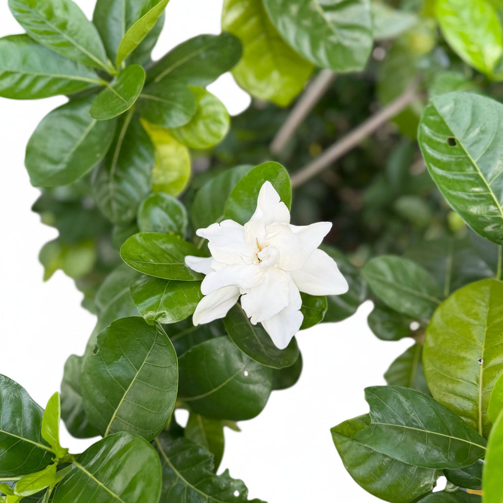 Gardenia-Taitensis-in-nursery-pot
