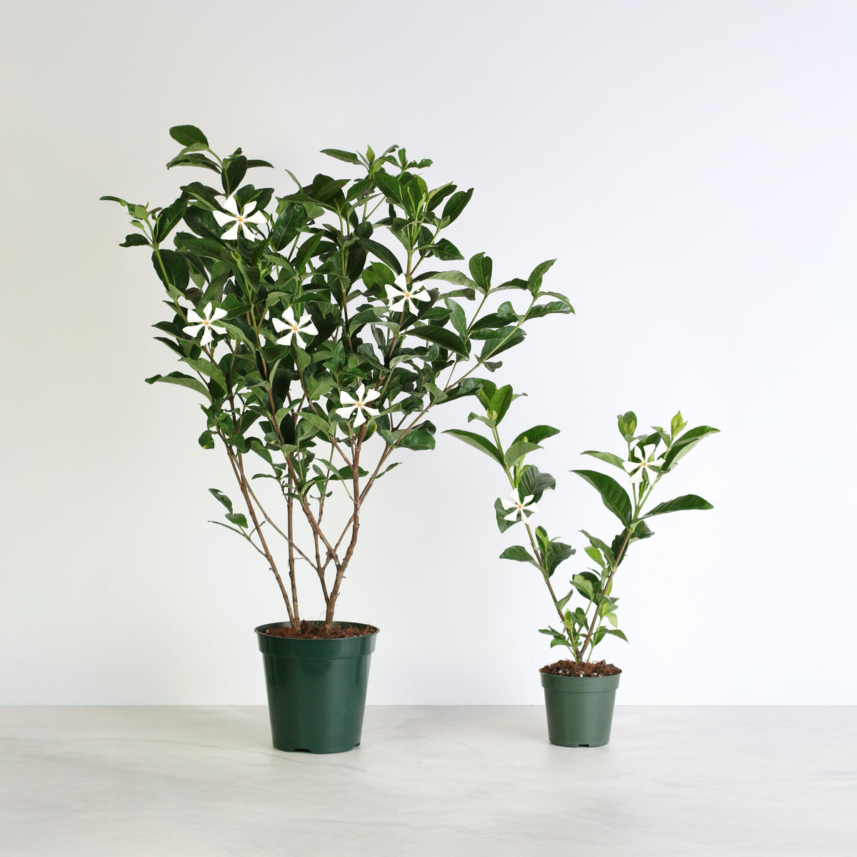 Vietnamese Gardenia in 6" Nursery next to 4" Nursery 