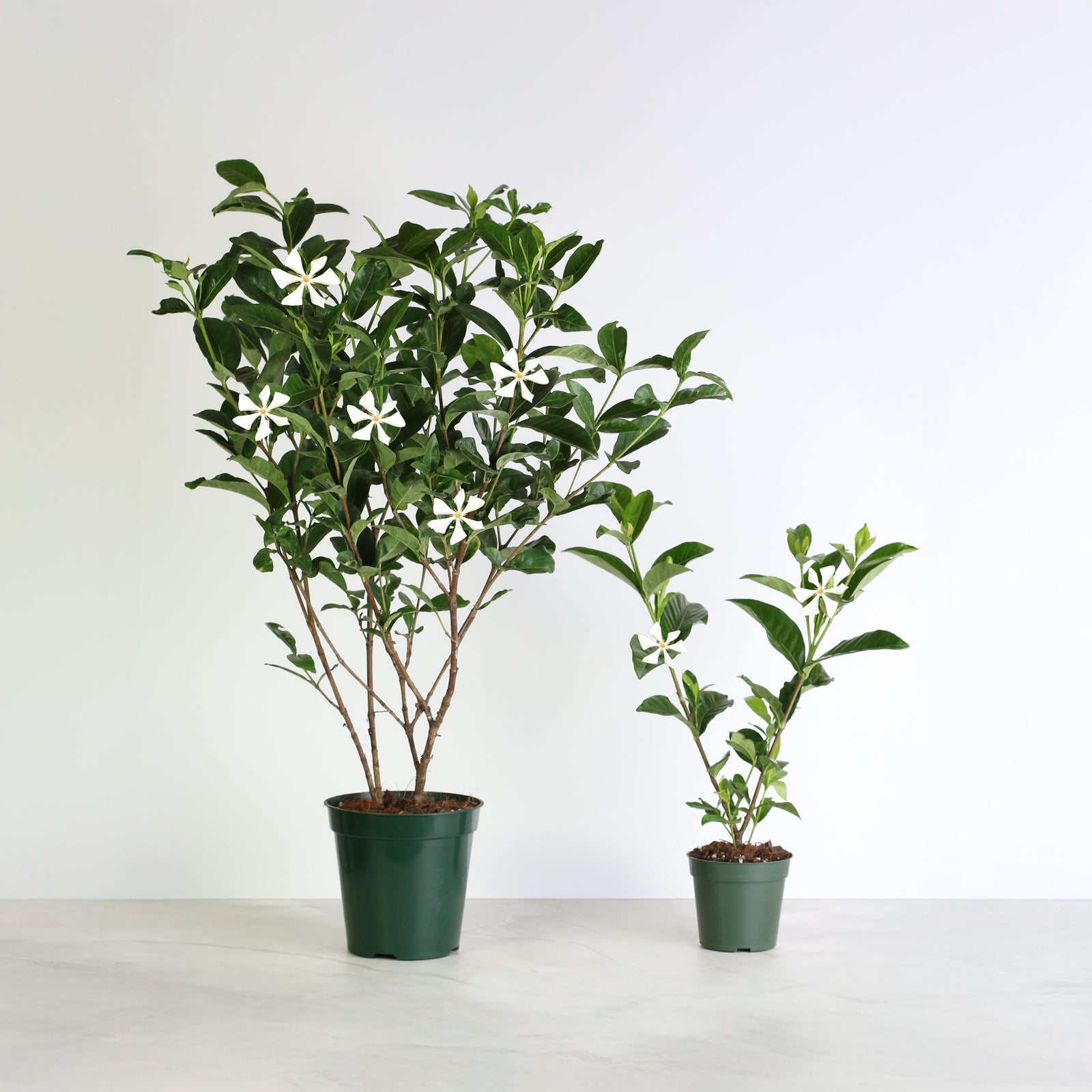 Vietnamese Gardenia in 6" Nursery next to 4" Nursery 